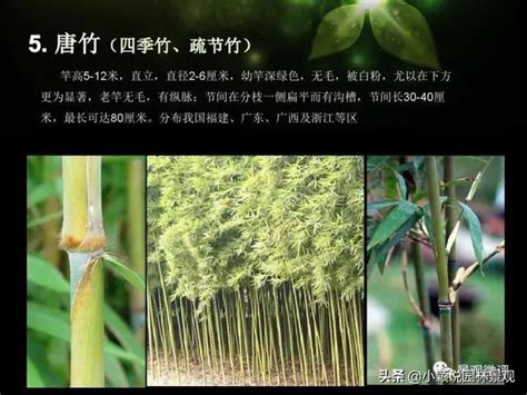 身體結構圖女 觀賞竹品種